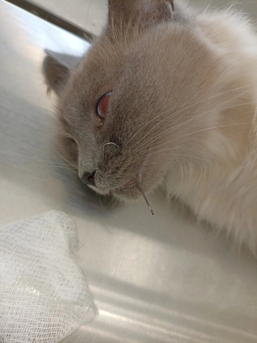    Фото: Симбирский референтный центр ветеринарии и безопасности продовольствия