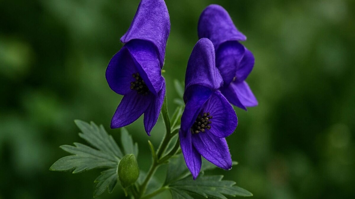     Автор: ChatGPT Источник: 1MI