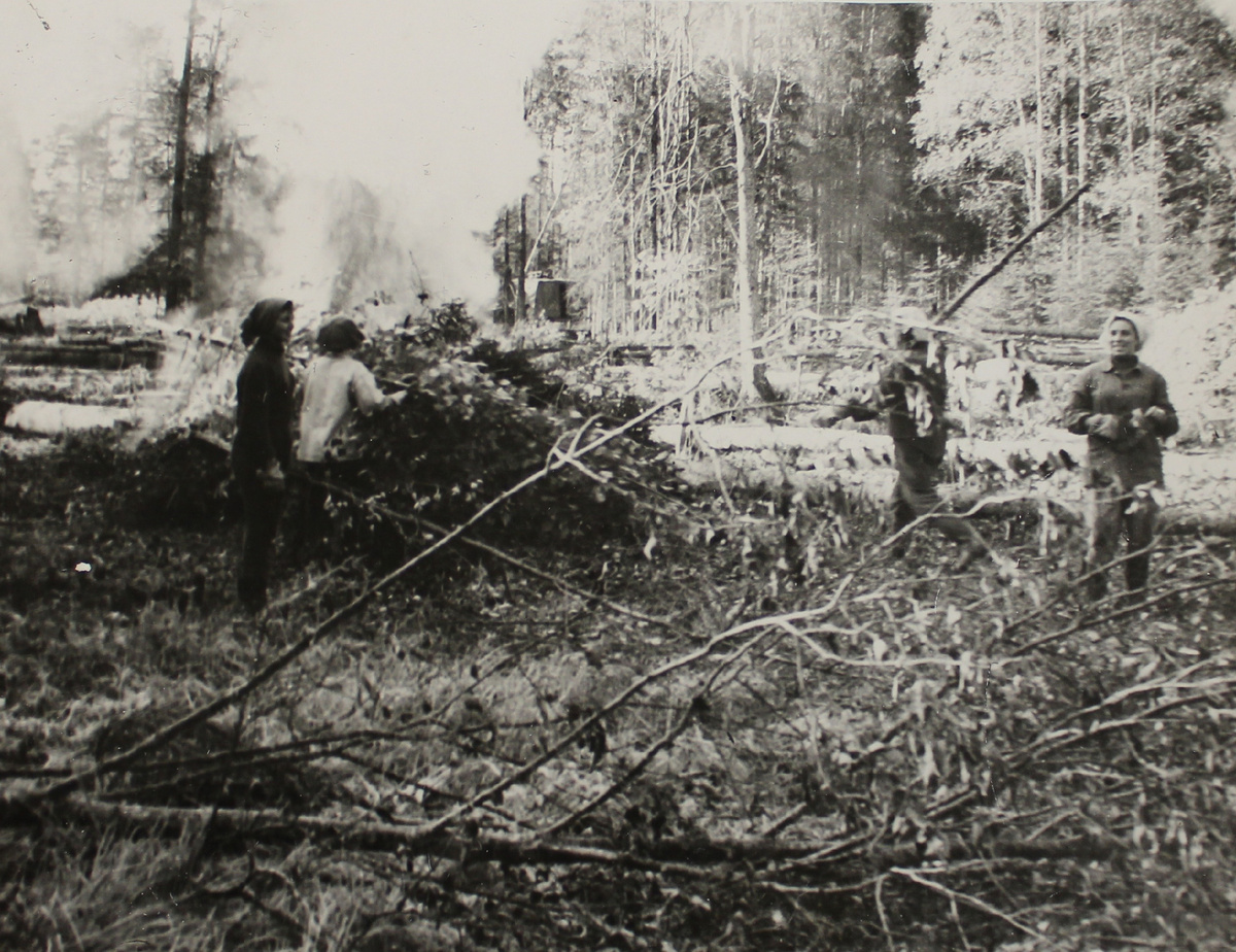 Валка леса на месте будущего БХЗ