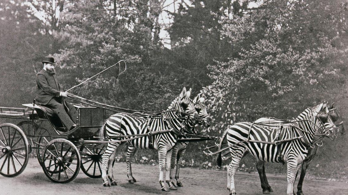 Уолтер Ротшильд управляет «экзотическим» экипажем. Фото из The Picture Magazine, 1895 г.