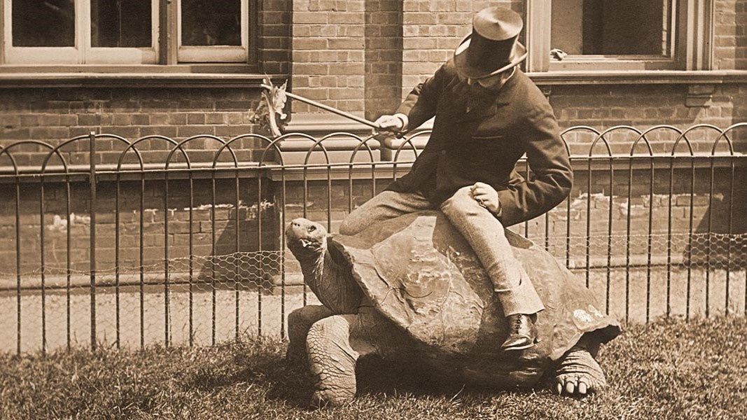 Уолтер верхом на Сейшельской сухопутной черепахе. Фото из открытых источников