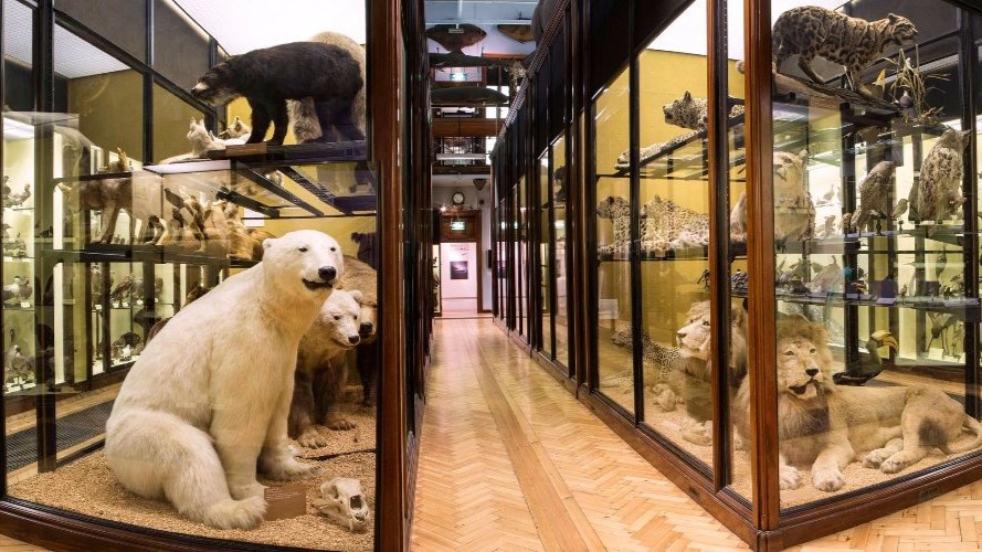Музей естествознания в Тринге в наше время. Фото с официального сайта музея nhm.ac.uk