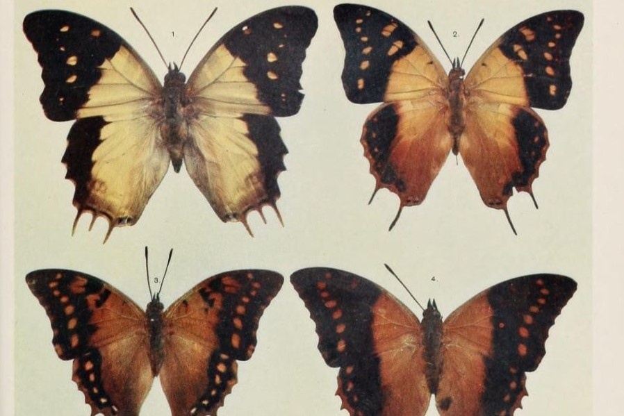 Выдержка из журнала Novitates Zoologicae с описанием бабочек рода Charaxes. 1900 г.