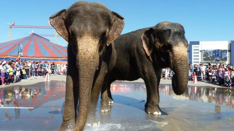     Купание слонов в Барнауле. Алиса Дригина