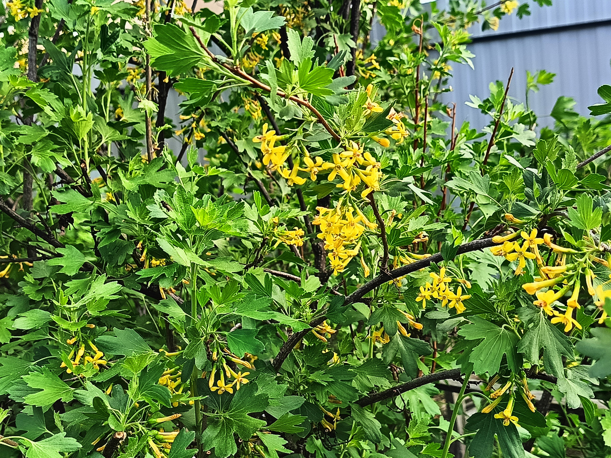 Золотистая смородина