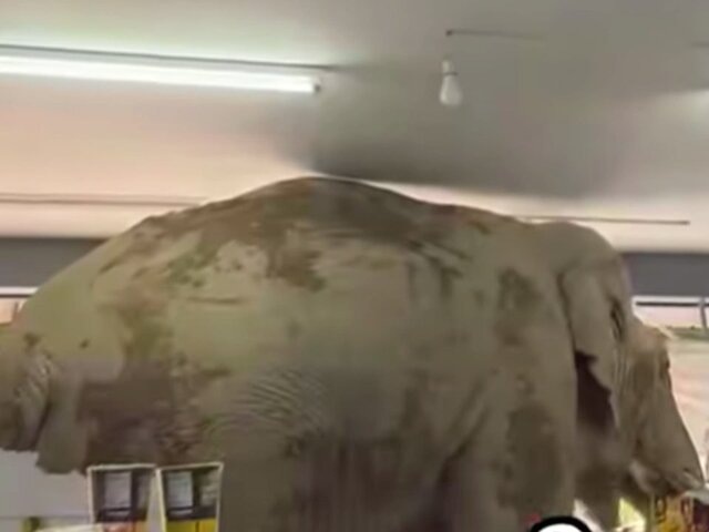    Фото: facebook.com (принадлежит Meta, признана экстремистской и запрещена в РФ)/เขาใหญ่ ที่นี่เขาใหญ่