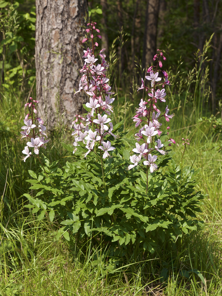 Ясенец белый. Фото: Jörg Hempel / Wikimedia Commons