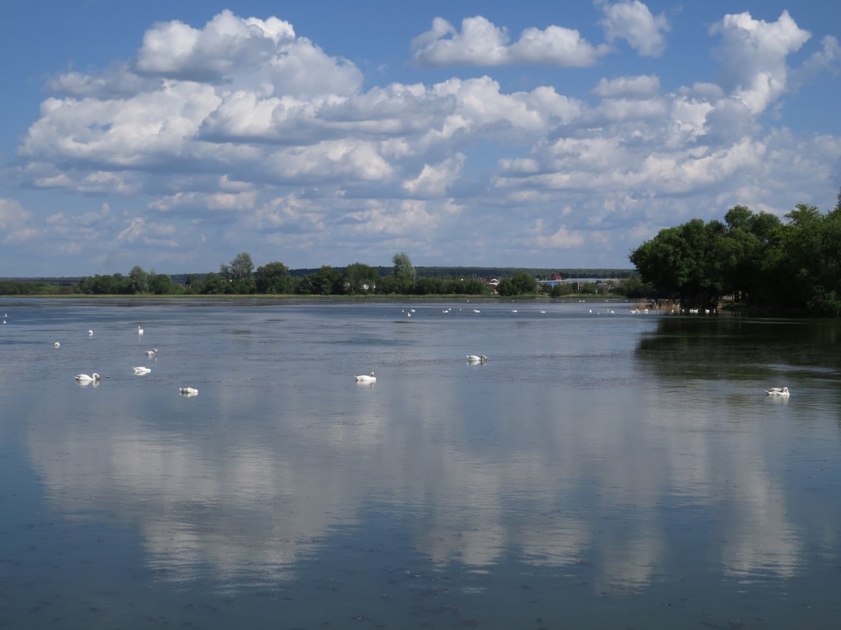 Фото: «Птицы города Курска»