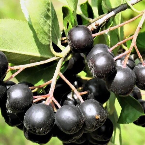 Арония сорт "Черноокая"
