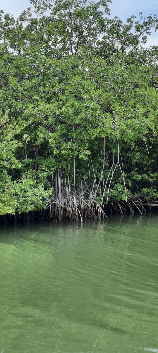 Мангровые заросли. фото автора