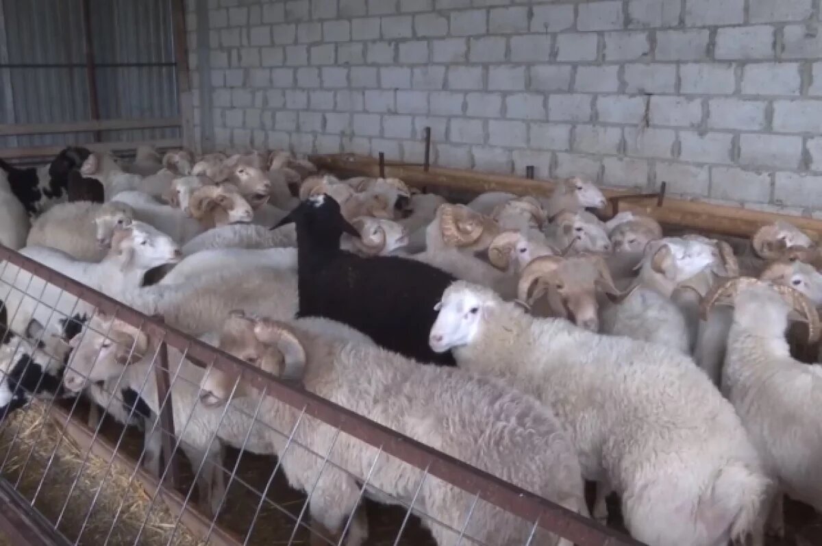    В Ингушетии на Курбан-байрам раздадут 5000 овец нуждающимся жителям