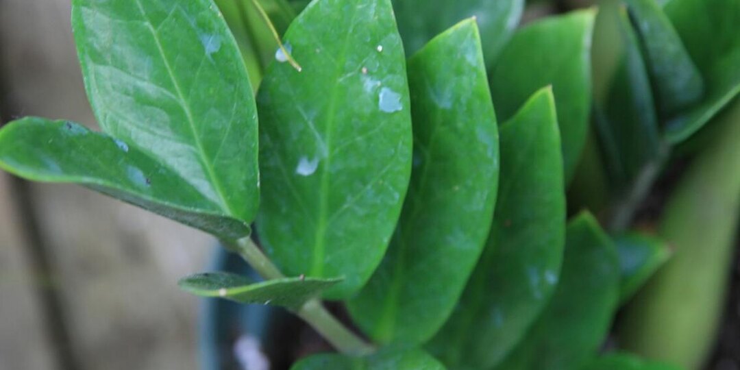 Замиокулькас замолчал? Полей его этим — и он заговорит листьями