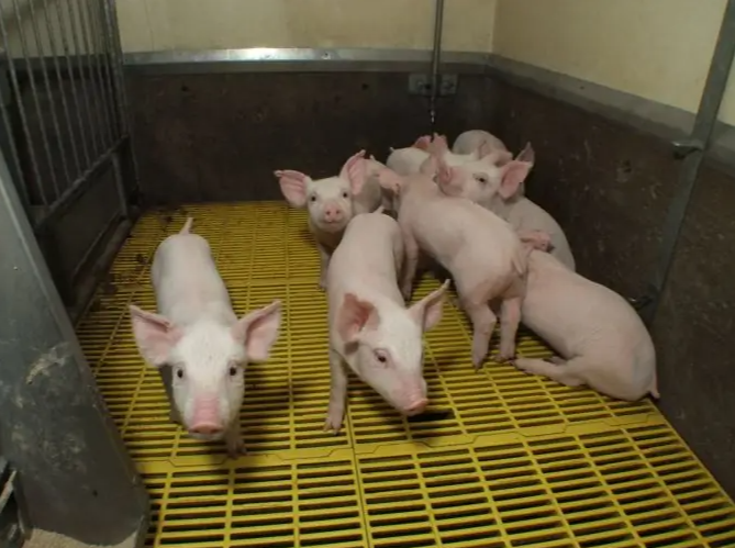 Композитные лаги из стеклопластика для установки щелевого пола в свинарнике