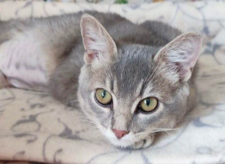 🆘 ПОСТ-ШАНС. 🆘 Малышку негде держать, передержки битком