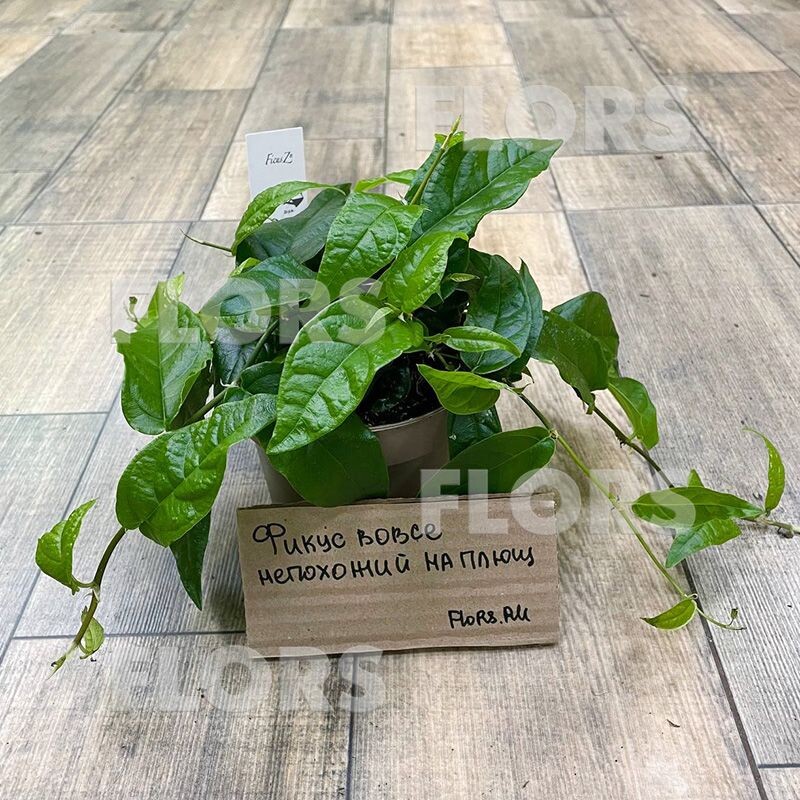 фикус радиканс Грин