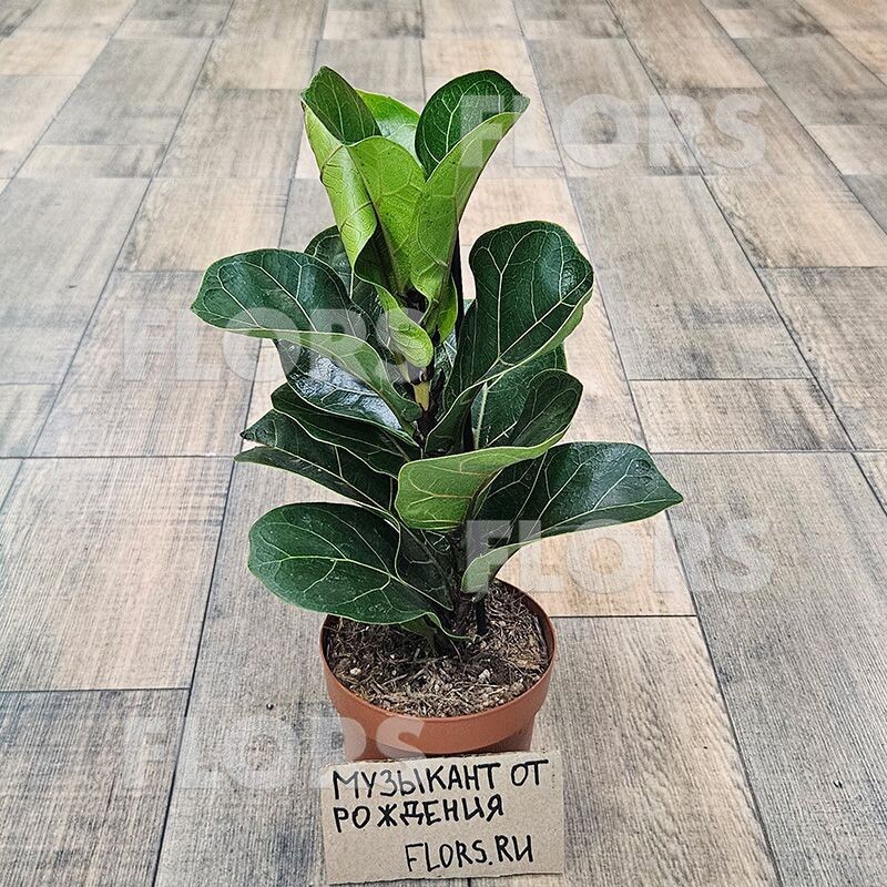 фикус Лирата Бамбино