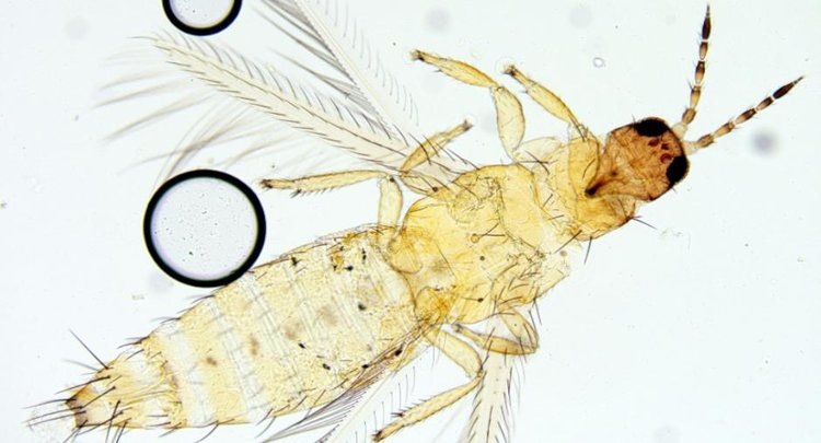    В одной из теплиц Татарстана нашли западного цветочного трипса