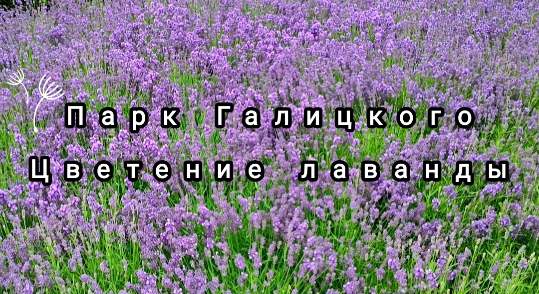 💜🌸💜🌸💜🌸💜