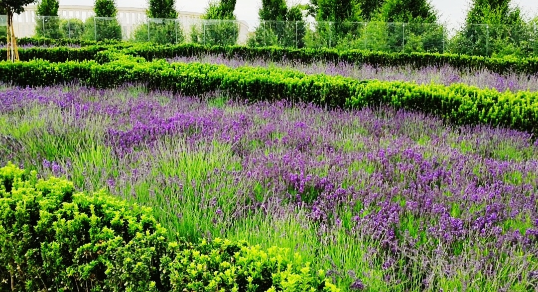 💜🌸💜🌸💜🌸💜