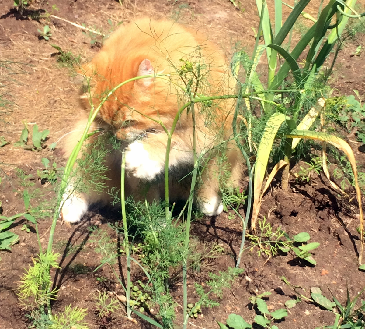 Беша ест укроп. Лето 2019 года. Фото автора