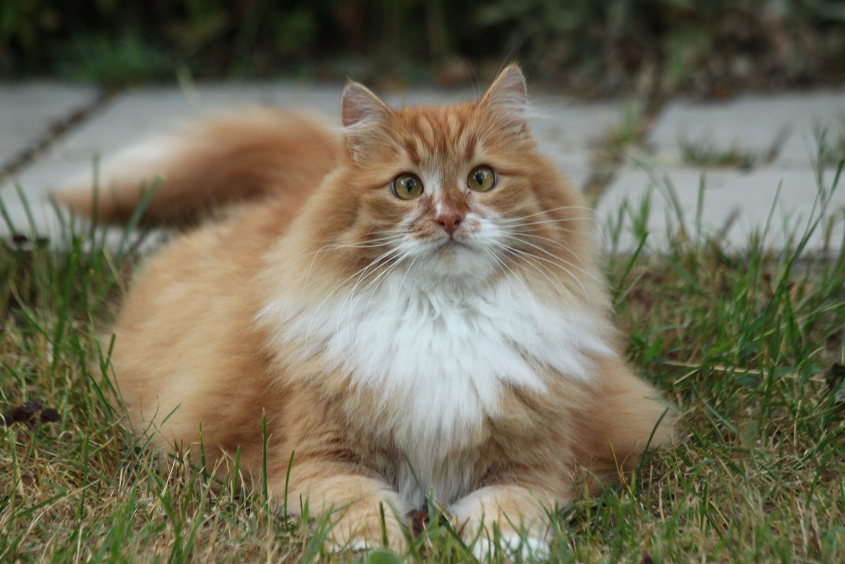 Последнее лето на даче. 2021 год. Фото автора