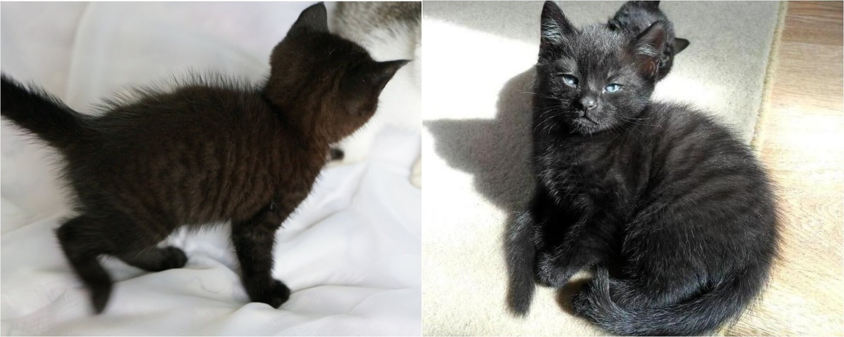    Виднеющиеся полосы у котят. Источники изображений: otdamtak.ru, petzlover.com