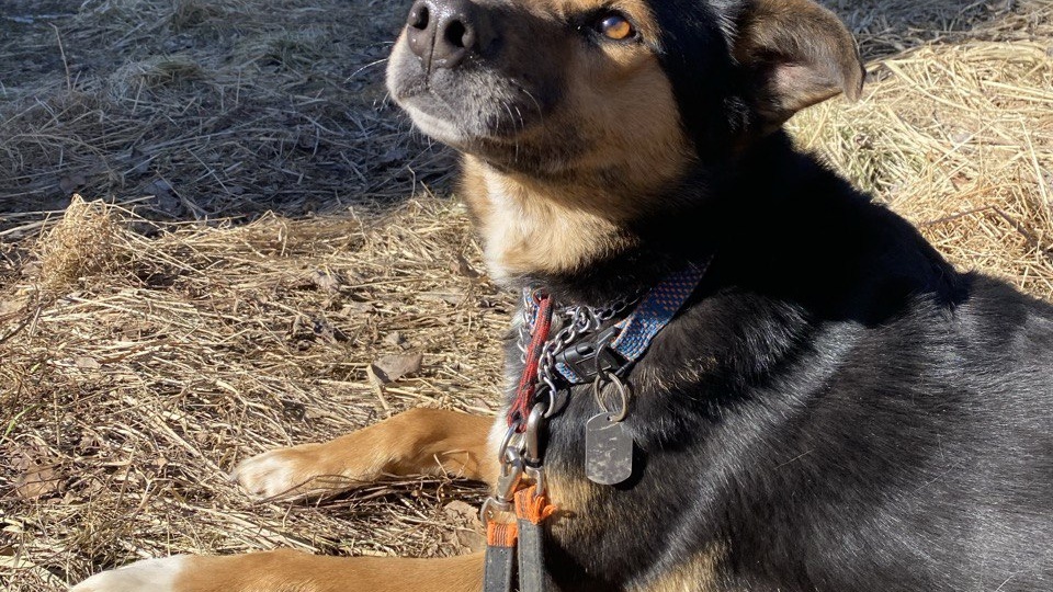 Одиночество и надежда. Именно эти слова вызывают у нас ассоциации про эту собаку