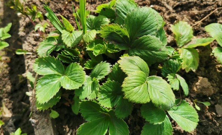    Почему у клубники нет цветов