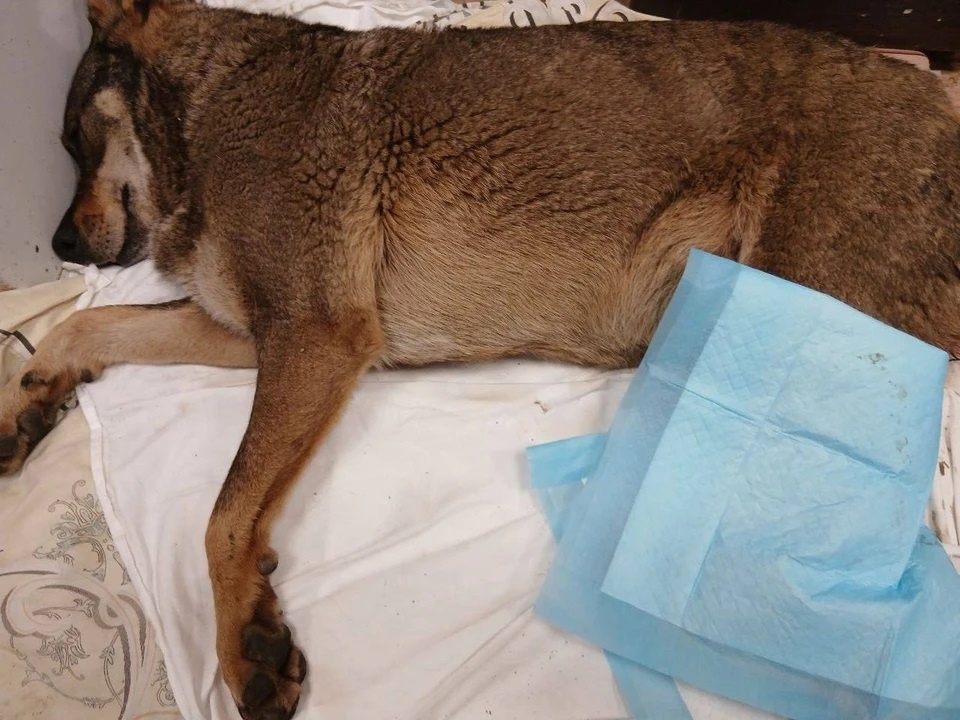    Фото ФлагманВет