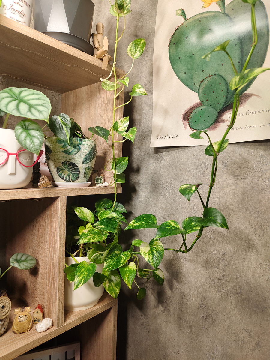 Моё растение стоит под досветкой, самые длинные ветки подвешаны. Света не так уж и много, но растение сохраняет свою декоративность