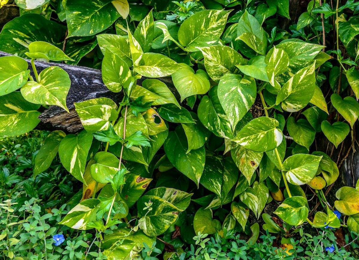 В интернете очень много фотографий и видео с этим растением. Здесь можем заметить солнечные ожоги на листьях. Фото взято с BobVila.com