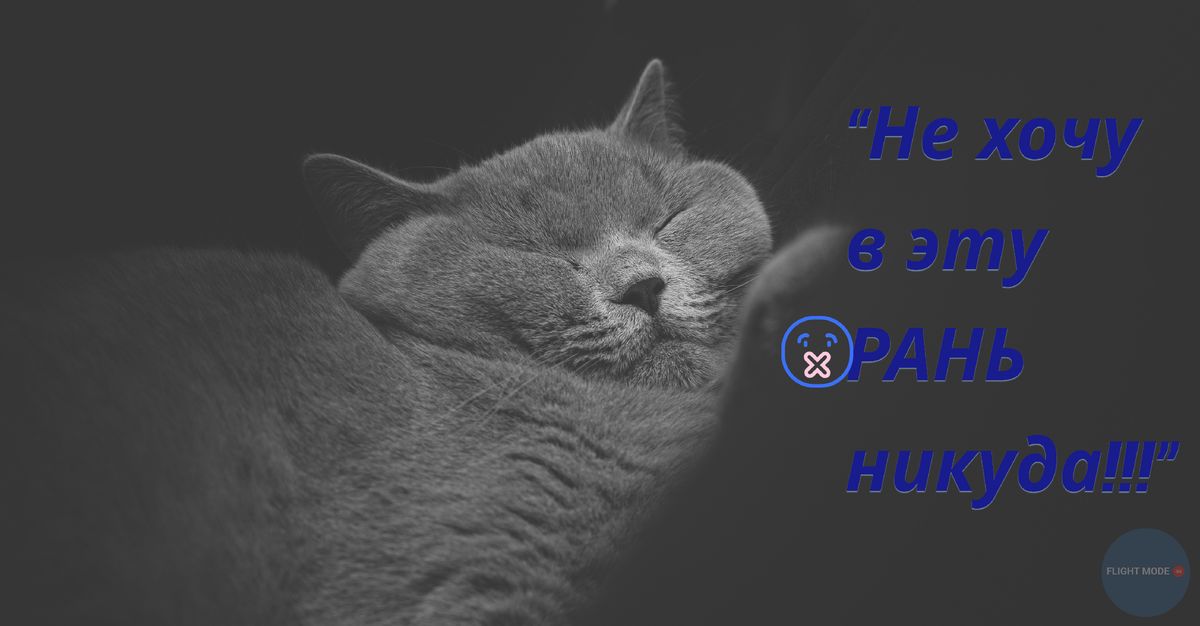 #ранняя явка на рейс#хочу быть беззаботным котом