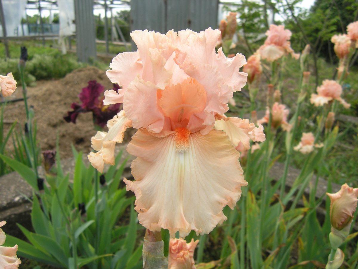 Cорт "Полет фламинго"