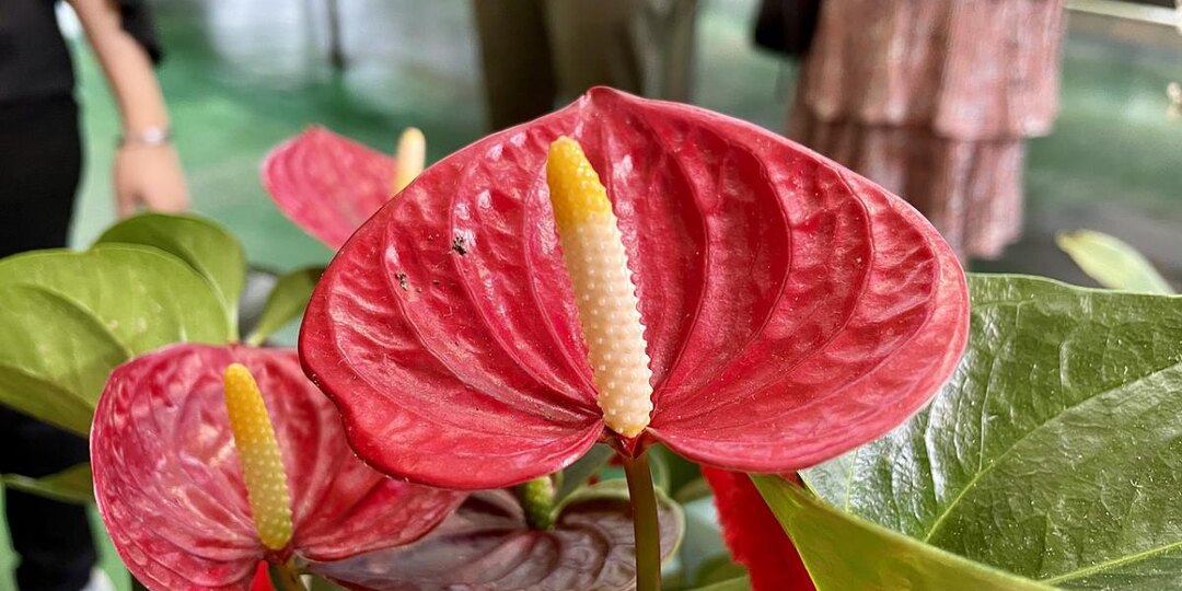 Антуриум молчит? Добавьте это в воду — и он зацветёт, как на зло соседям