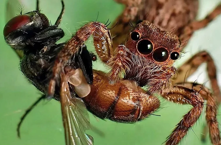 Примерно так питаются грибы