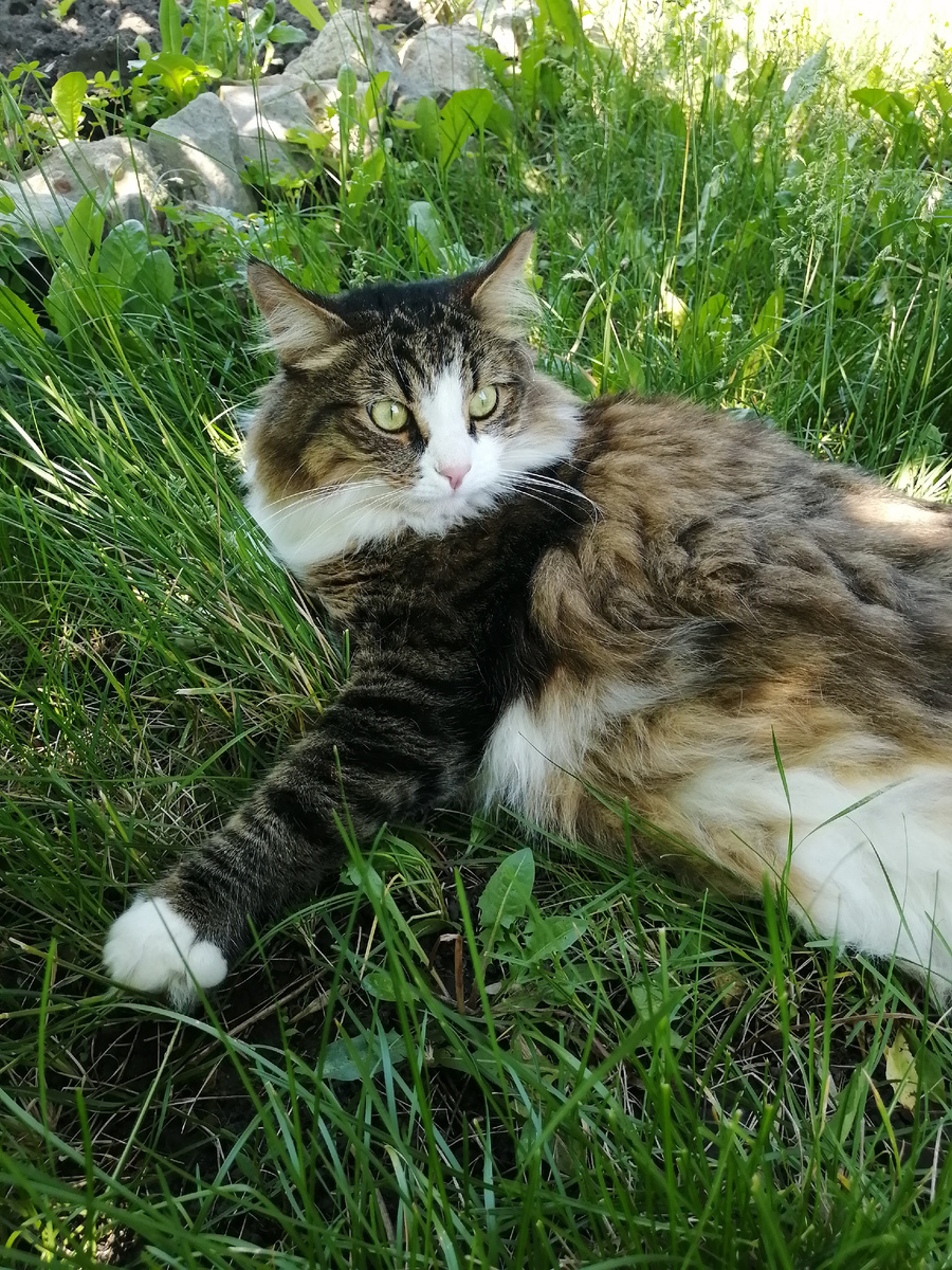 Котики любят загорать в тени 😃 комфортно и безопасно 😻