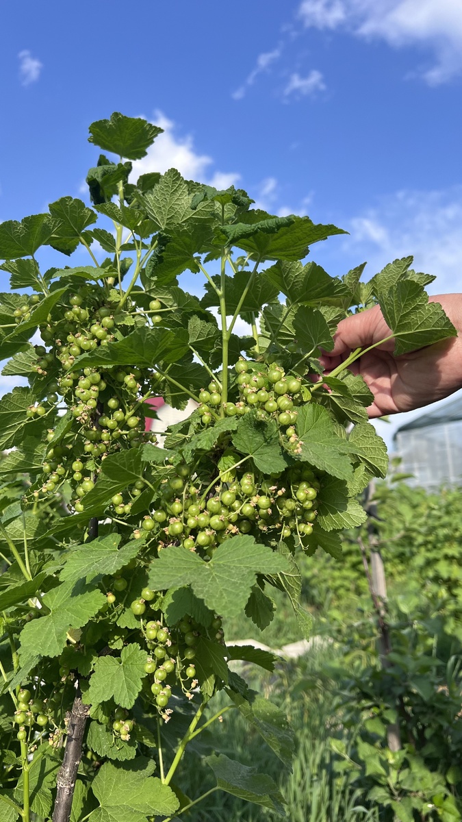 Будет хороший урожай смородины