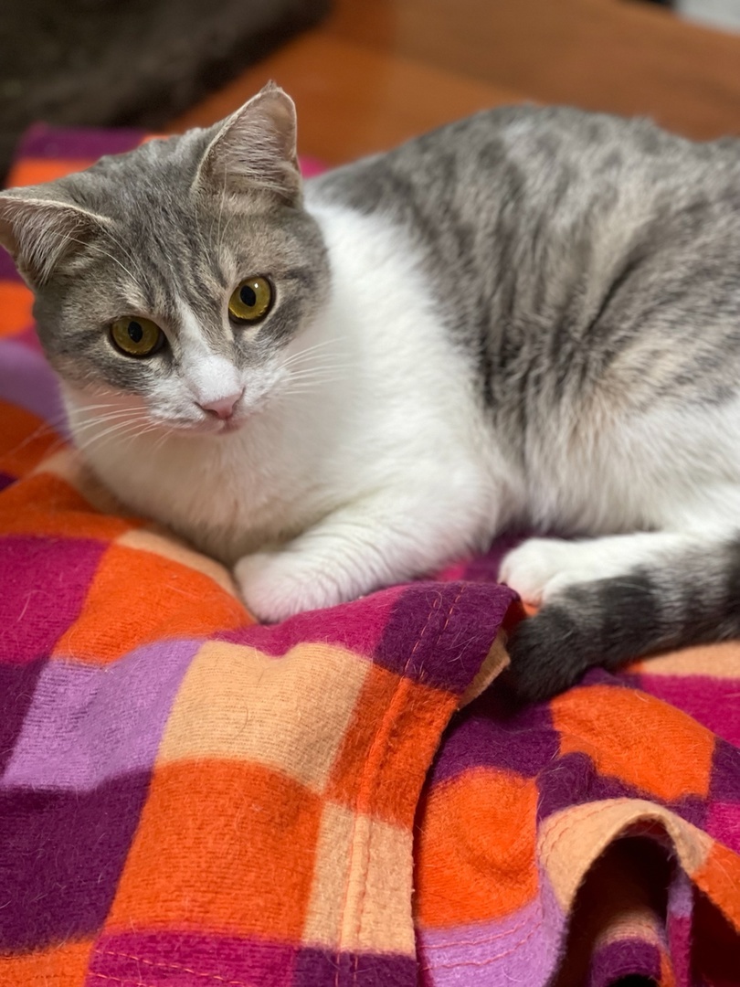 такой Лапик сейчас