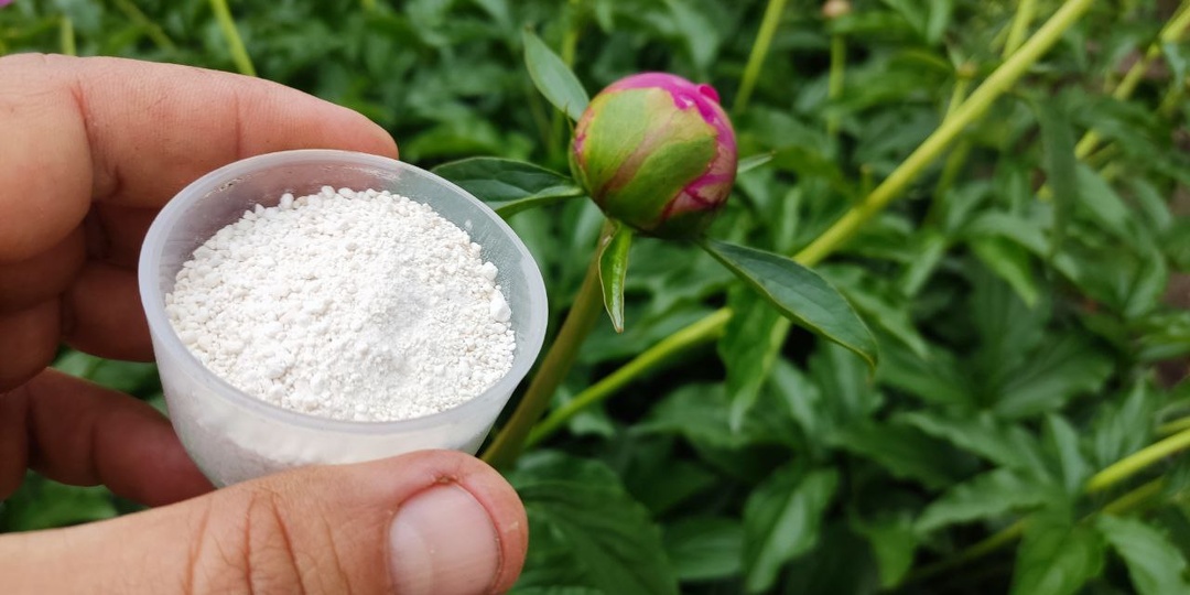 Накормите пионы 1 ложкой этого удобрения перед цветением: результат вас приятно удивят 🌸🌸🌸