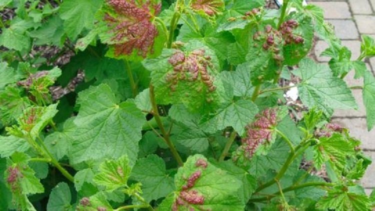    Красные пятна на листьях смородины