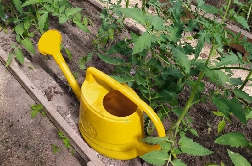 Полив томатов. 5 правил для хорошего роста и обильного цветения