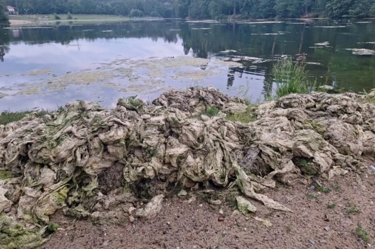    На фото - пруд в зоне отдыха «Лесная» в Заречном. На переднем плане - водоросли, которые вытащили из пруда и оставили на берегу.
