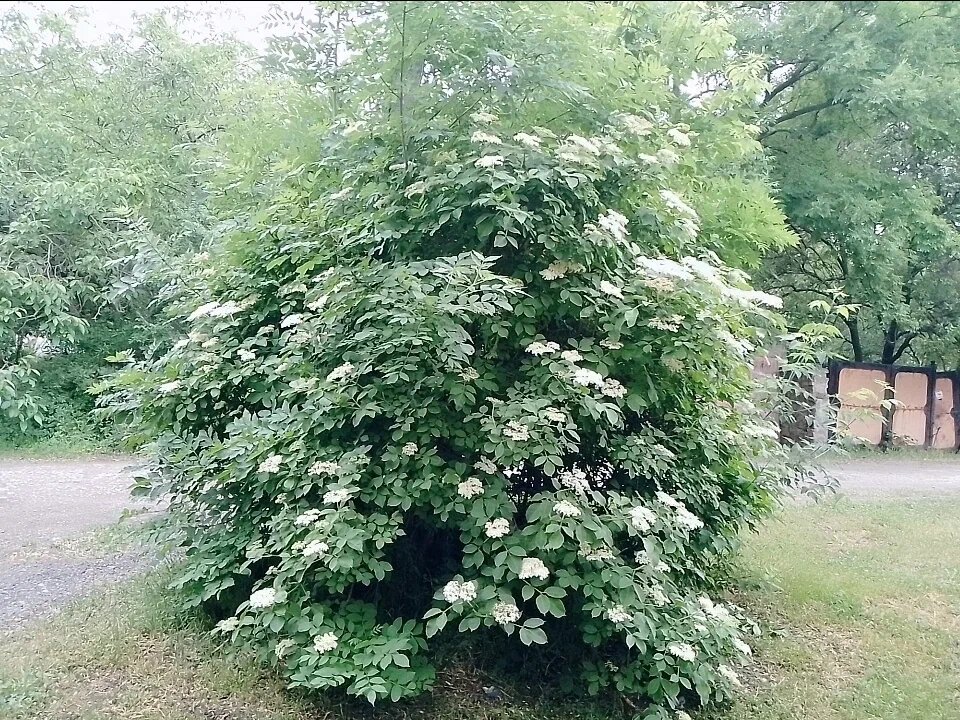 Бузина цветет.