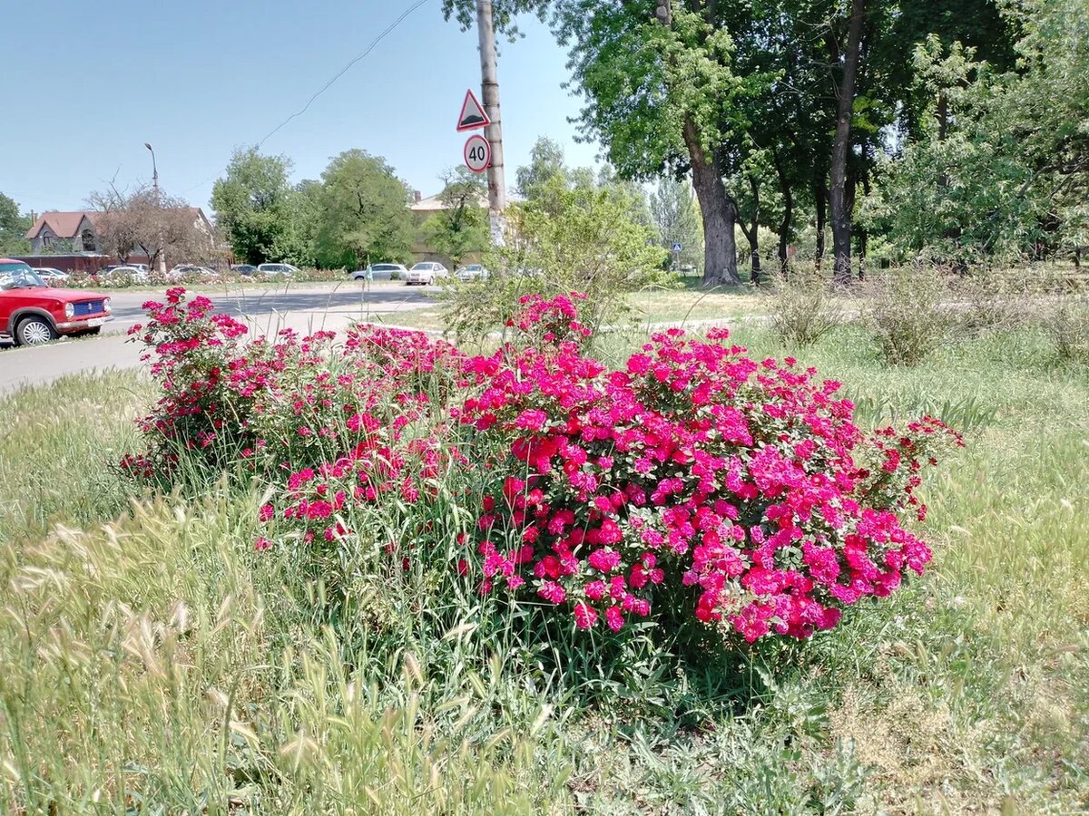 Чуть дальше в холодке друг спит.