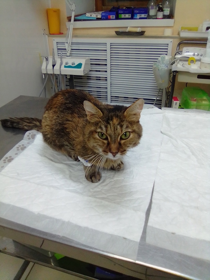 Веснушка в ветклинике