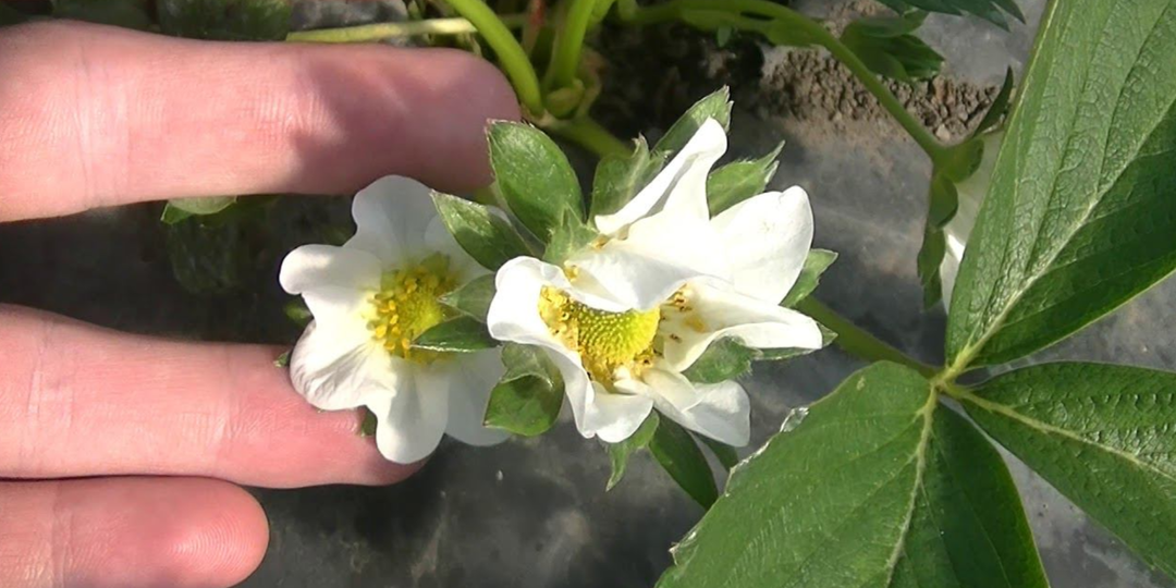 Как подкормить клубнику в июне: секреты пышного цветения и крупных ягод