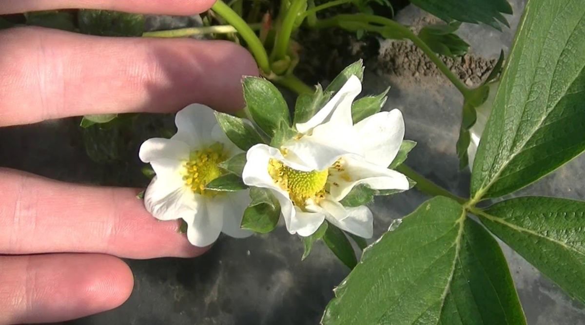 цветение клубники