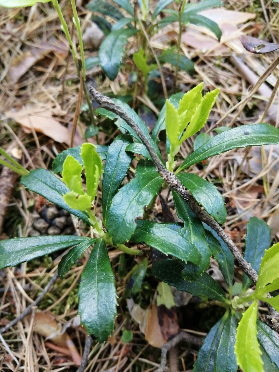 Зимолюбка зонтична, оказывается. Так она выглядит сейчас, в начале июня.