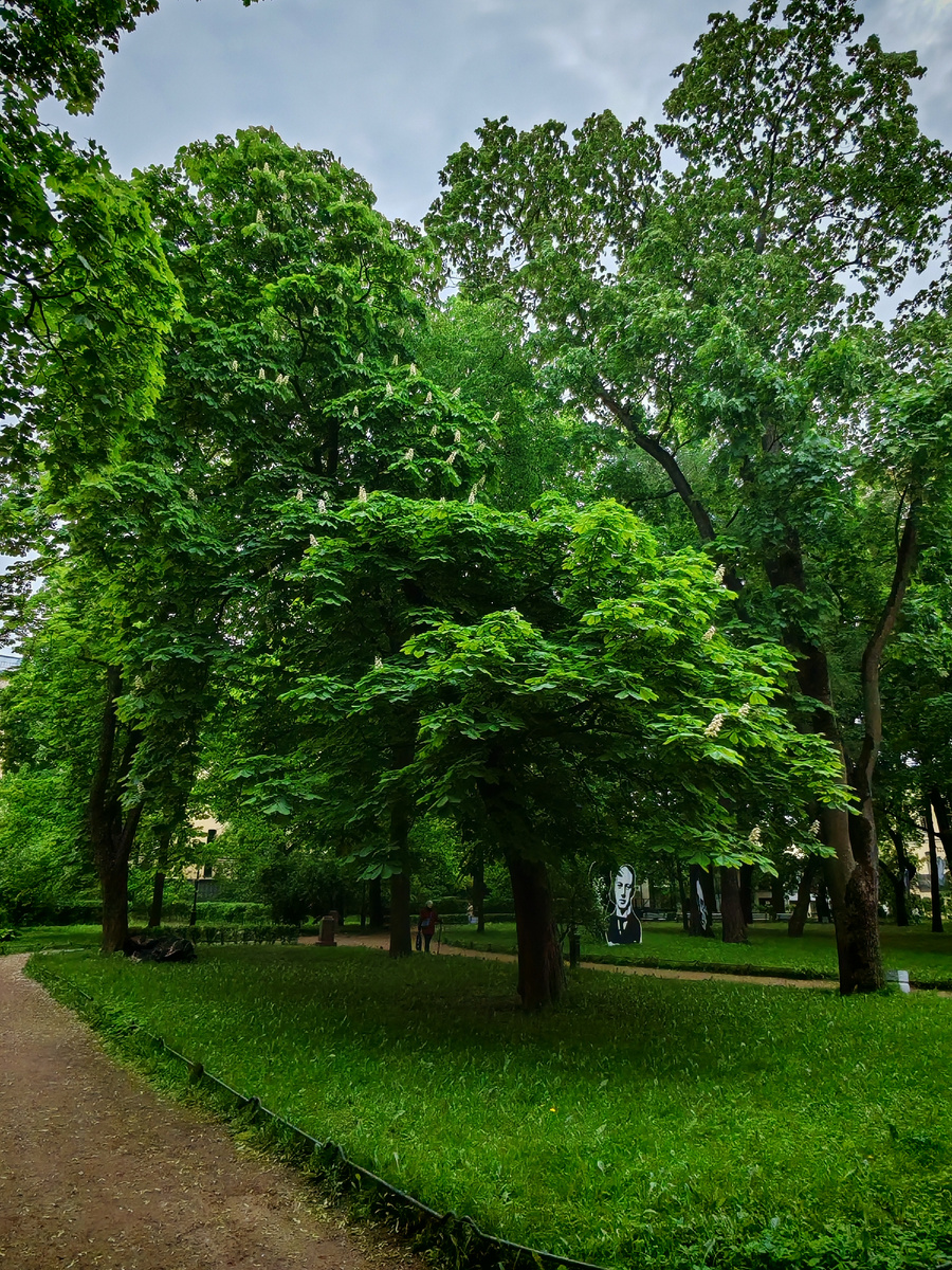 Каштан в Саду Фонтанного Дома. 