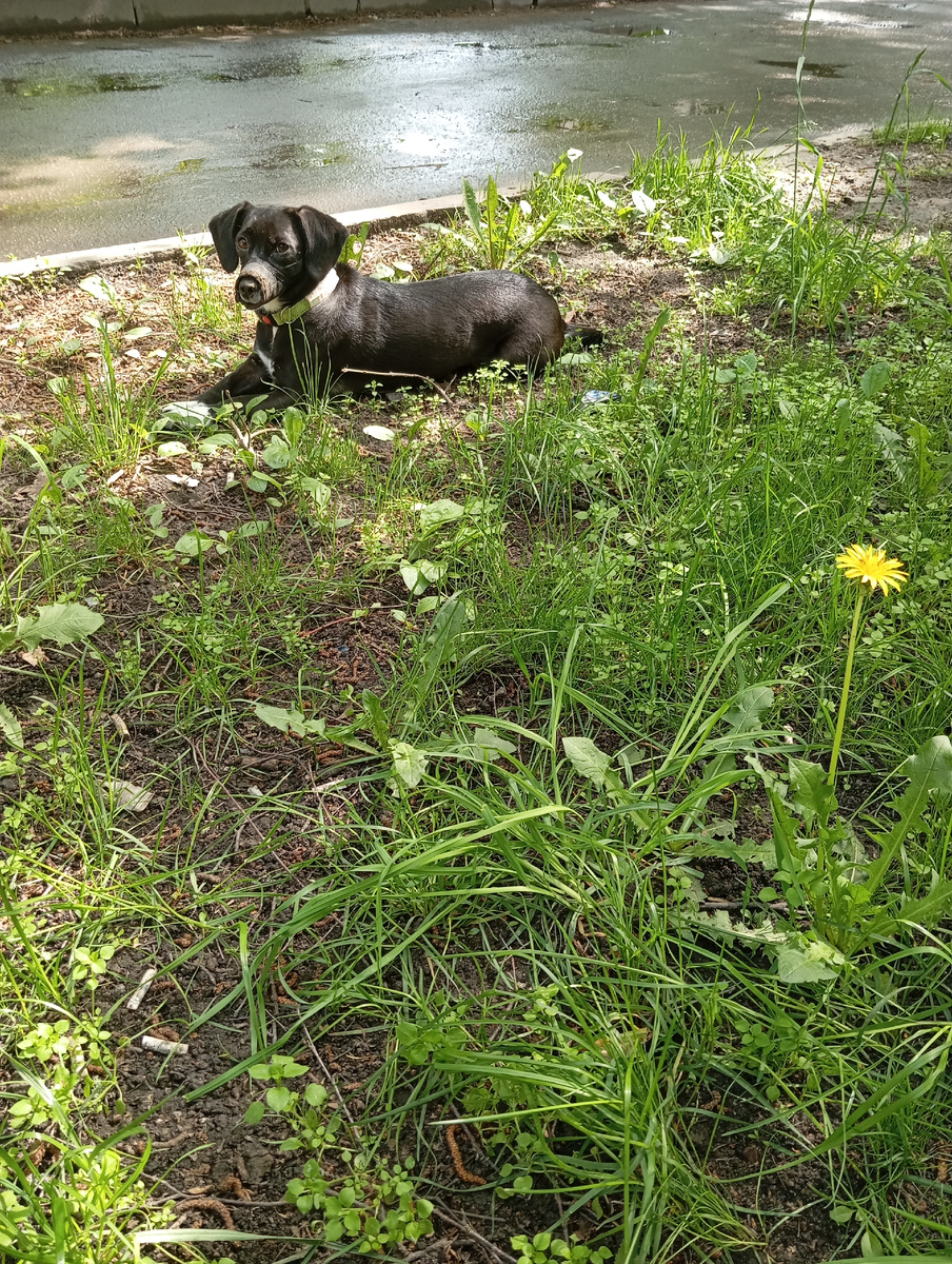 Собака-подбирака в наморднике.